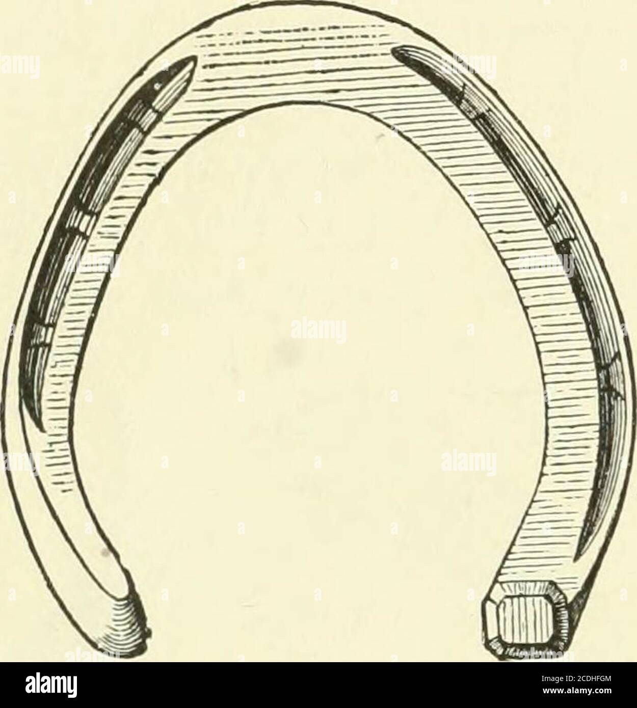 . Un livre de texte de fers à cheval, pour les fers à cheval et les vétérinaires . Une chaussure avant droite avec branche intérieure étroite et sans rebord pour un sabot large de base.convient aux chevaux qui frappent partout de l'avant intérieur jusqu'au quart. 144 HORSESHOEING. Et a dirigé que le hoof projetez un peu au-delà de lui.cette branche d'interférence doit qu'il a fait et formé en accord avec chaque cas individuel. Les trous dans la Fig. Interférente. 154. Fig. 155.. Banque D'Images