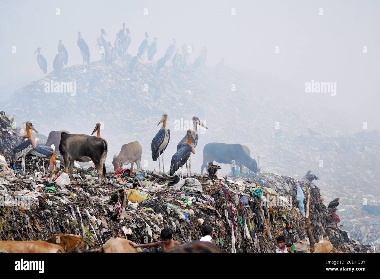 Les grands Storks adjutants, les cerfs-volants noirs et les Egrets de bovins se nourrissent du Yard de bennage Banque D'Images