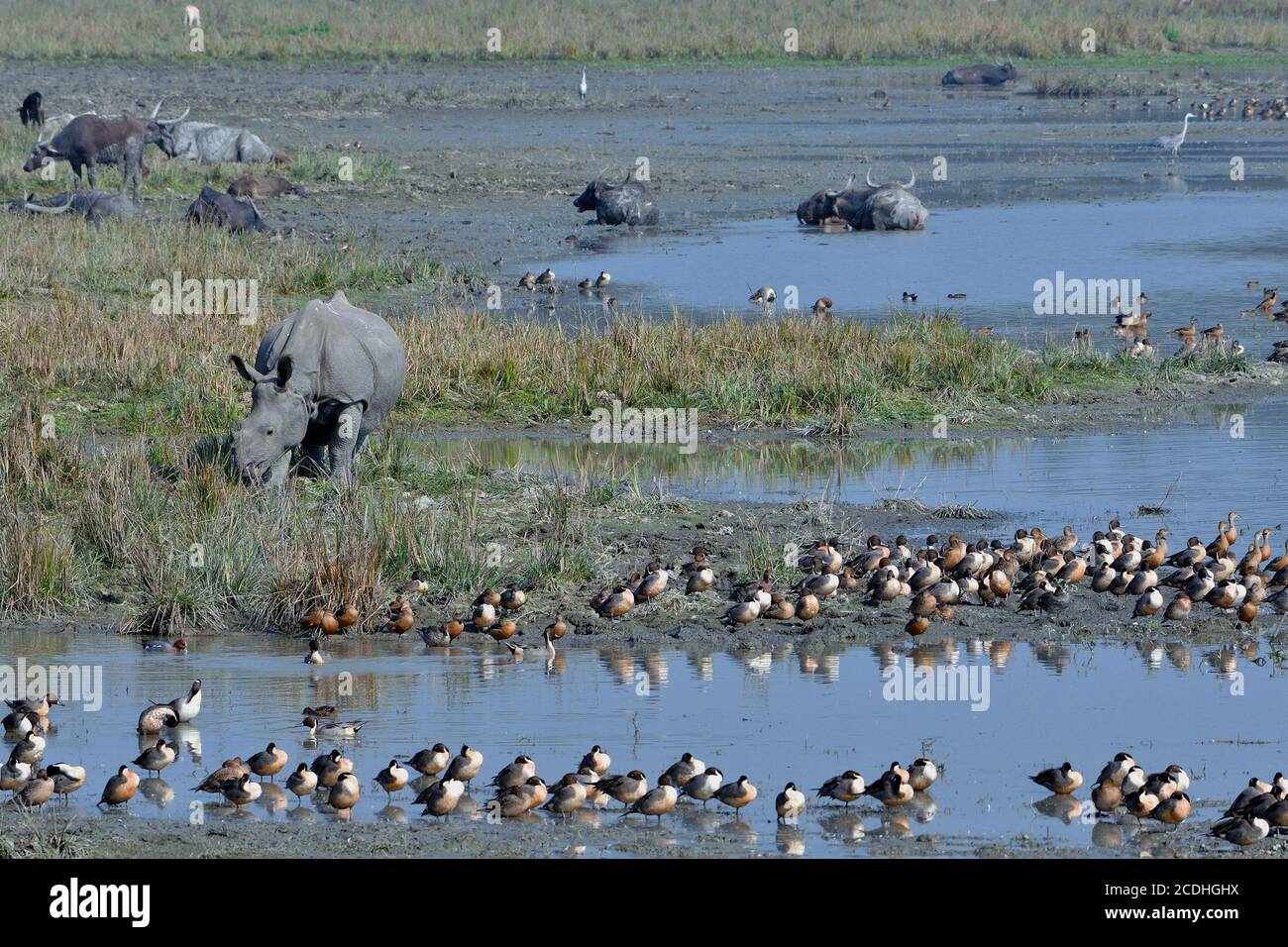 Scénario du refuge de la faune de Pobitora avec animaux sauvages et migrateurs Oiseaux Banque D'Images