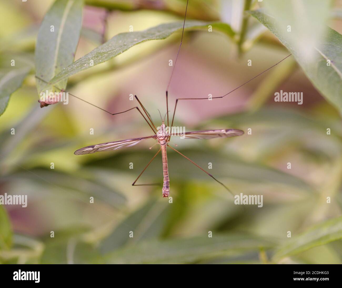 Grand moustique sur les feuilles d'herbe Banque D'Images