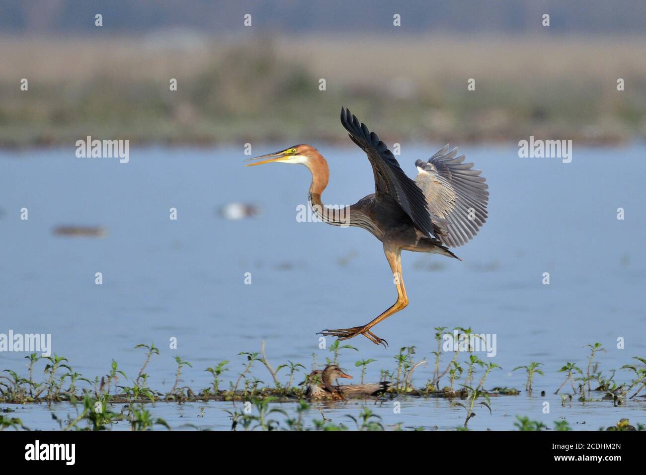 L'oiseau de héron violet tente de débarquer dans les terres humides Banque D'Images