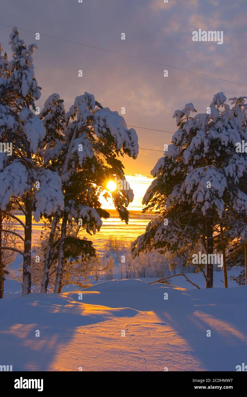 Lié à la neige arbres dans un parc et le coucher du soleil Banque D'Images