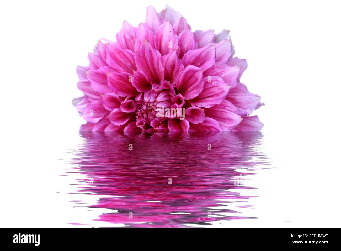 Une fleur rose est à moitié immergé dans l'eau Banque D'Images