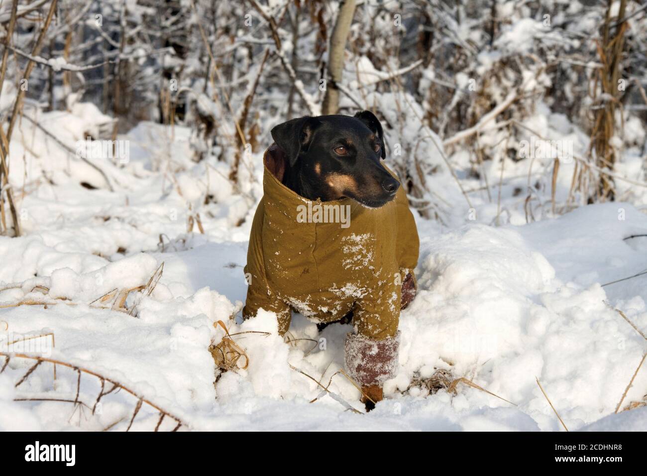 Le terrier allemand de chasse Banque D'Images