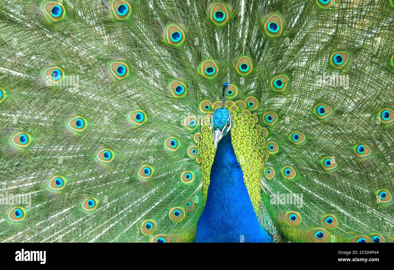 beau paon propagation les plumes de la queue Banque D'Images