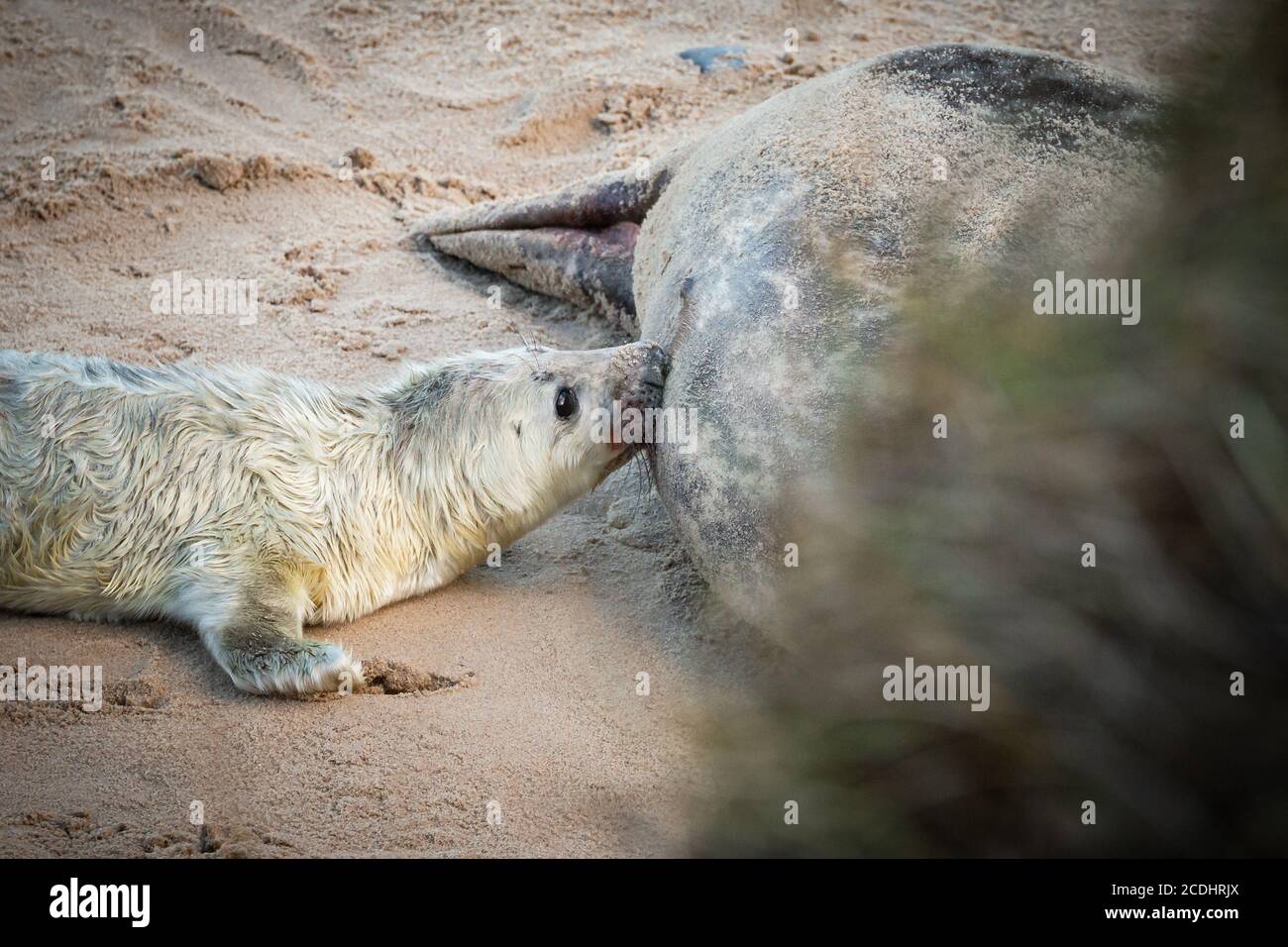 Le nouveau pup de phoque gris (Halichoerus grypus) Bébé se nourrit du lait de ses mères dans les dunes de Norfolk en hiver Banque D'Images