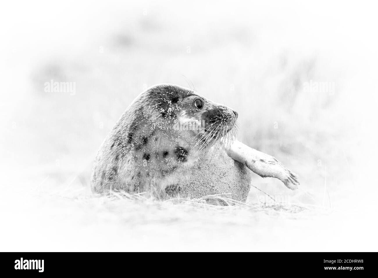 Image clé élevée d'un jeune phoque gris (Halichoerus grypus) jouer dans les dunes de Horsey Banque D'Images Image clé élevée d'un jeune phoque gris (Halichoerus grypus) jouer dans les dunes de Horsey Banque D'Images