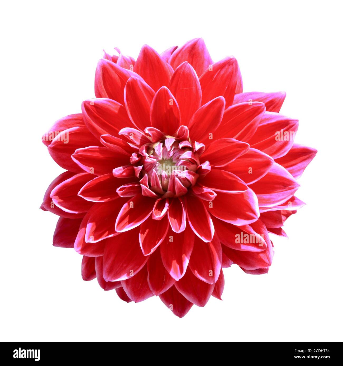 fleur de dahlia rouge Banque D'Images