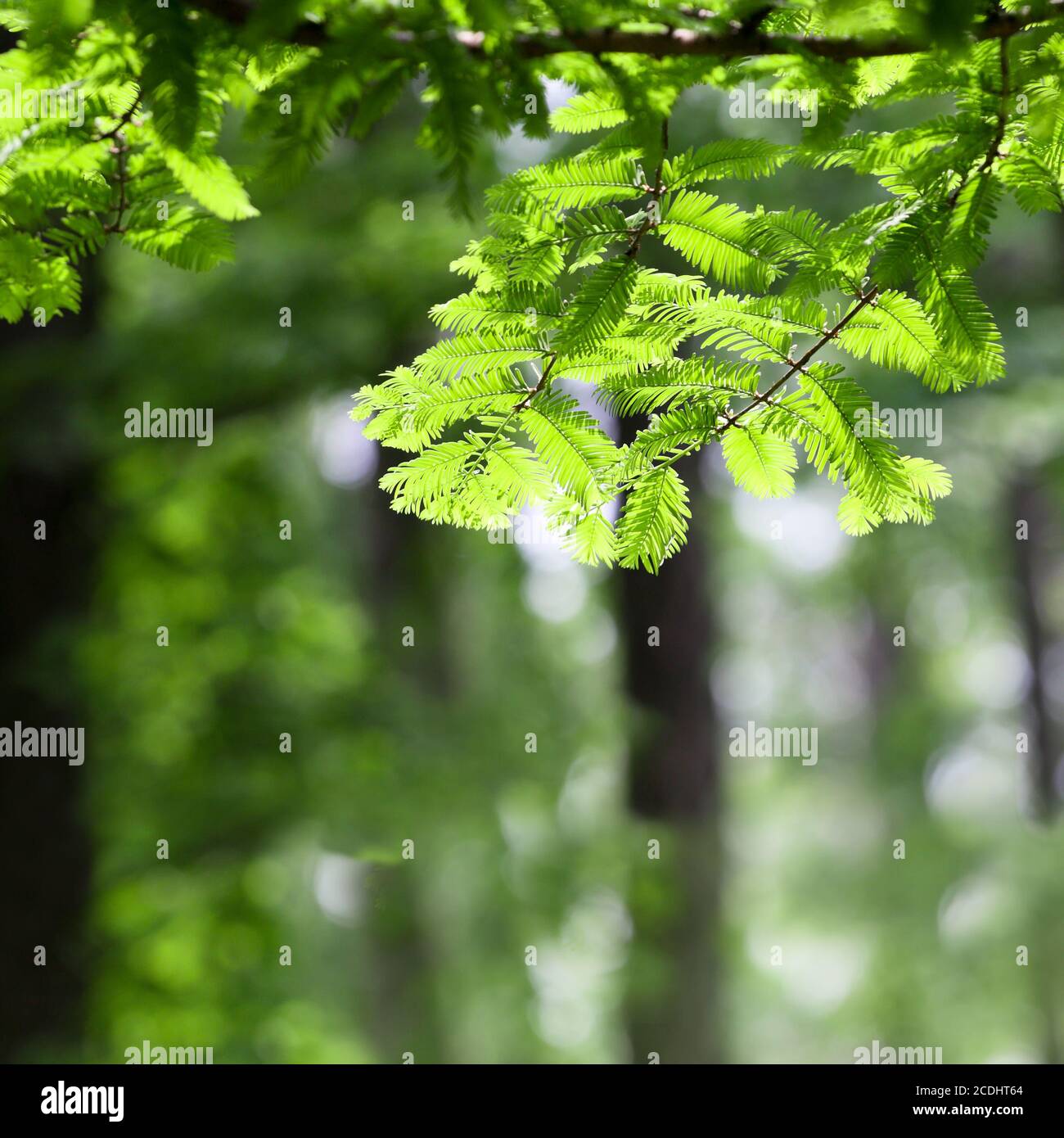 feuille de métasequoia Banque D'Images