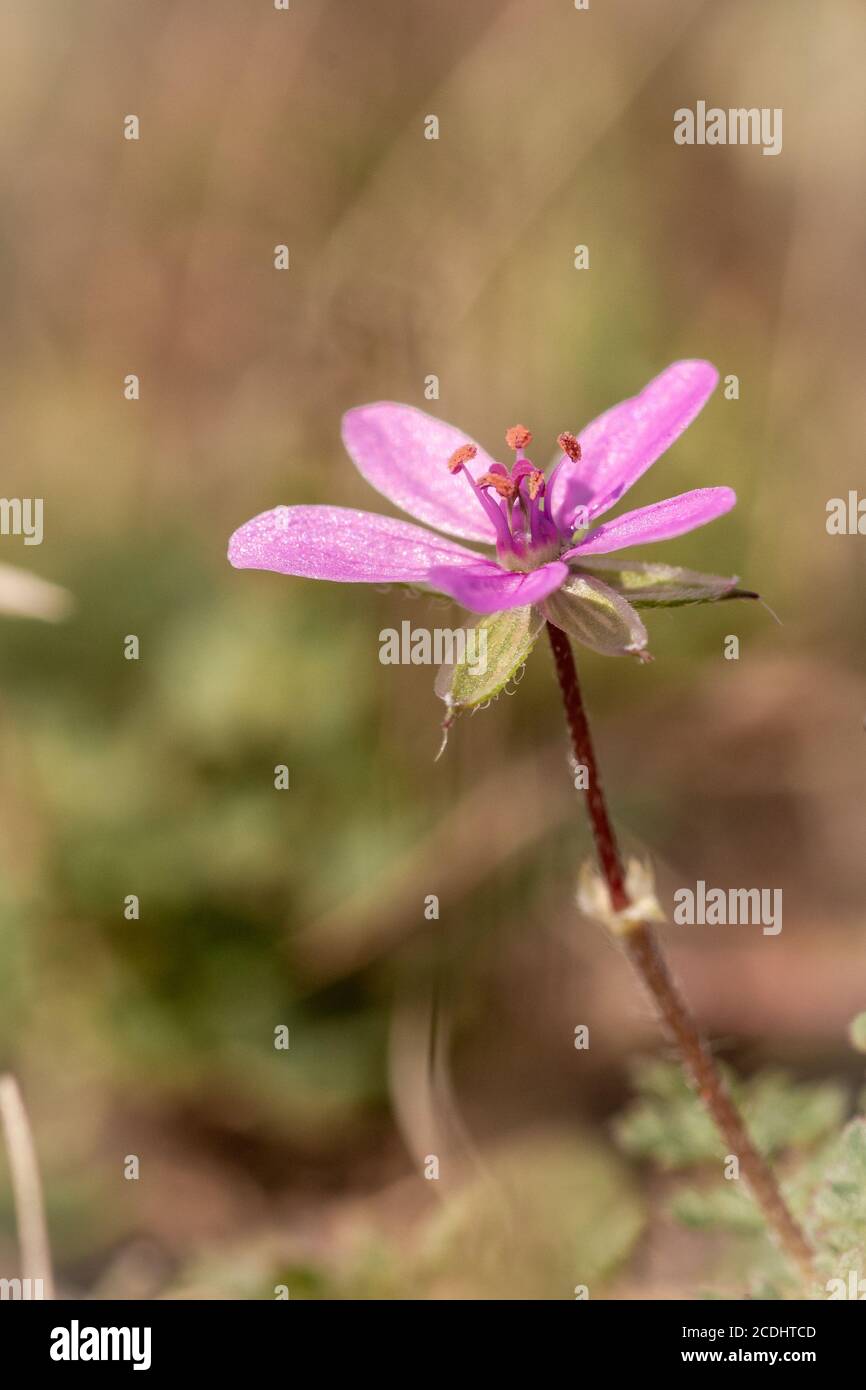 Une petite herbe rose à fleurs robert (Geranium robertianum) se cache seul dans la lande Banque D'Images