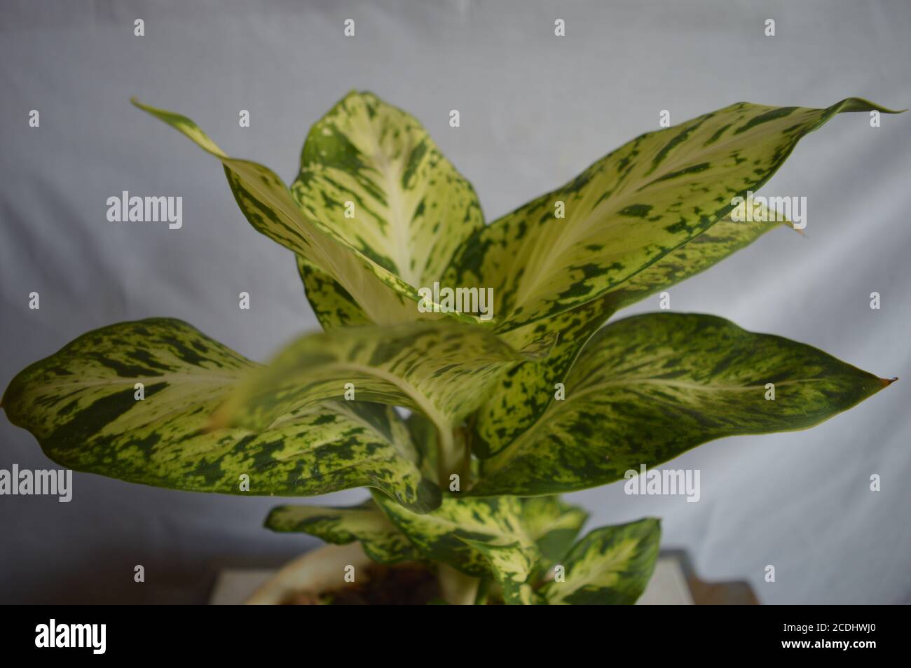 Belle plante d'Aglonema sur fond de tissu blanc. Beau feuillage Banque D'Images