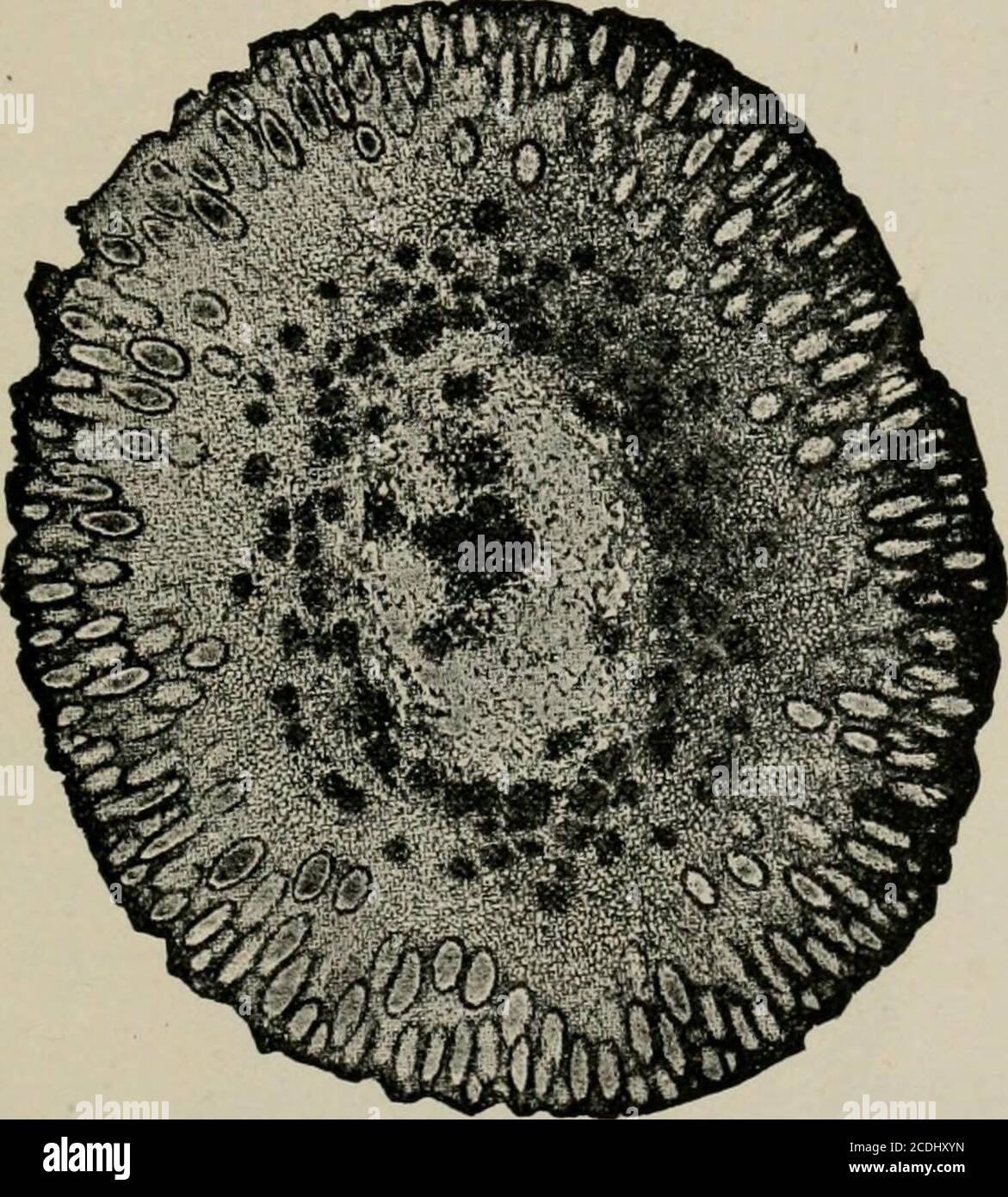 . La microscopie des aliments végétaux, avec une référence spéciale à la détection de l'adultération et au diagnostic des mélanges . FiO. 559. Clous de girofle {Eiigeuui curyofhyllata). Un bourgeon de fleur dans la section longitudinale, fruit XB, taille naturelle. C fruit dans la section longitudinale, X2. D embryon, taille naturelle. (LUKRSSEN.) 3Natural L., order Myrlacecp), originaire des îles Molucca, mais maintenant cultivé de façon intensive dans les Philippi)ines, les îles Sunda, le sud de l'Inde, CLol^ES. (&gt;Z2, Zanzibar et les îles voisines, les Antilles et l'Amérique du Sud tropicale. Les corymbes à forte frée, avec des fleurs en groupes Banque D'Images