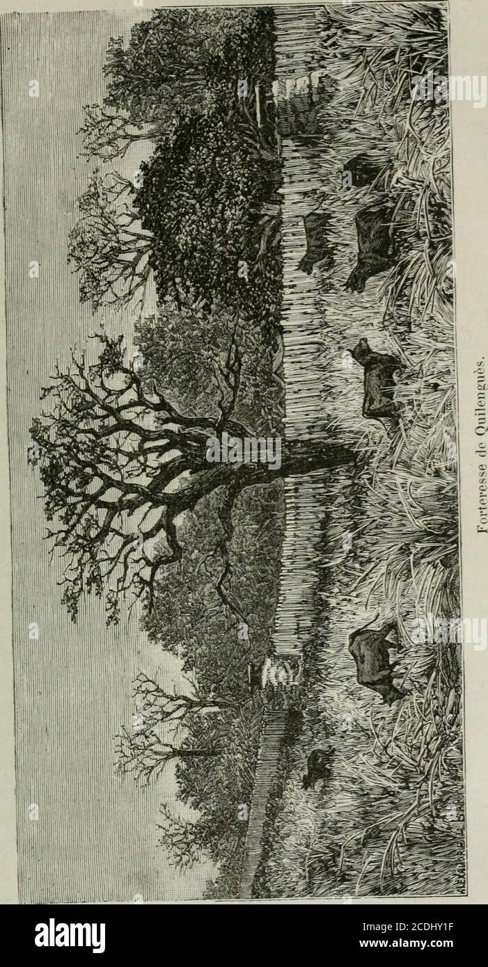 . Comment j'ai traversé l'Afrique despuis l'Atlantique jusqu'à l'Océan indien a travers des régions inconnu . dans de les uïettre à labri des attaques nocturesdes têtes féroces. Les champs de manioc sont également défendus par desenceintes dépins, car le pays est plein de petits buts [cepha-lophiismergens], qui sont très friands des feuilles de maniocet et ravageraient les plantations. Les gens de Quilenguès ont un goût très prononcé ])OiirYagiardente et sont si portés à livraison que, durant troismois de lannée, cest-à-dire aussi longtem])s quils peuventextraire du fruit du gongo une liq Banque D'Images