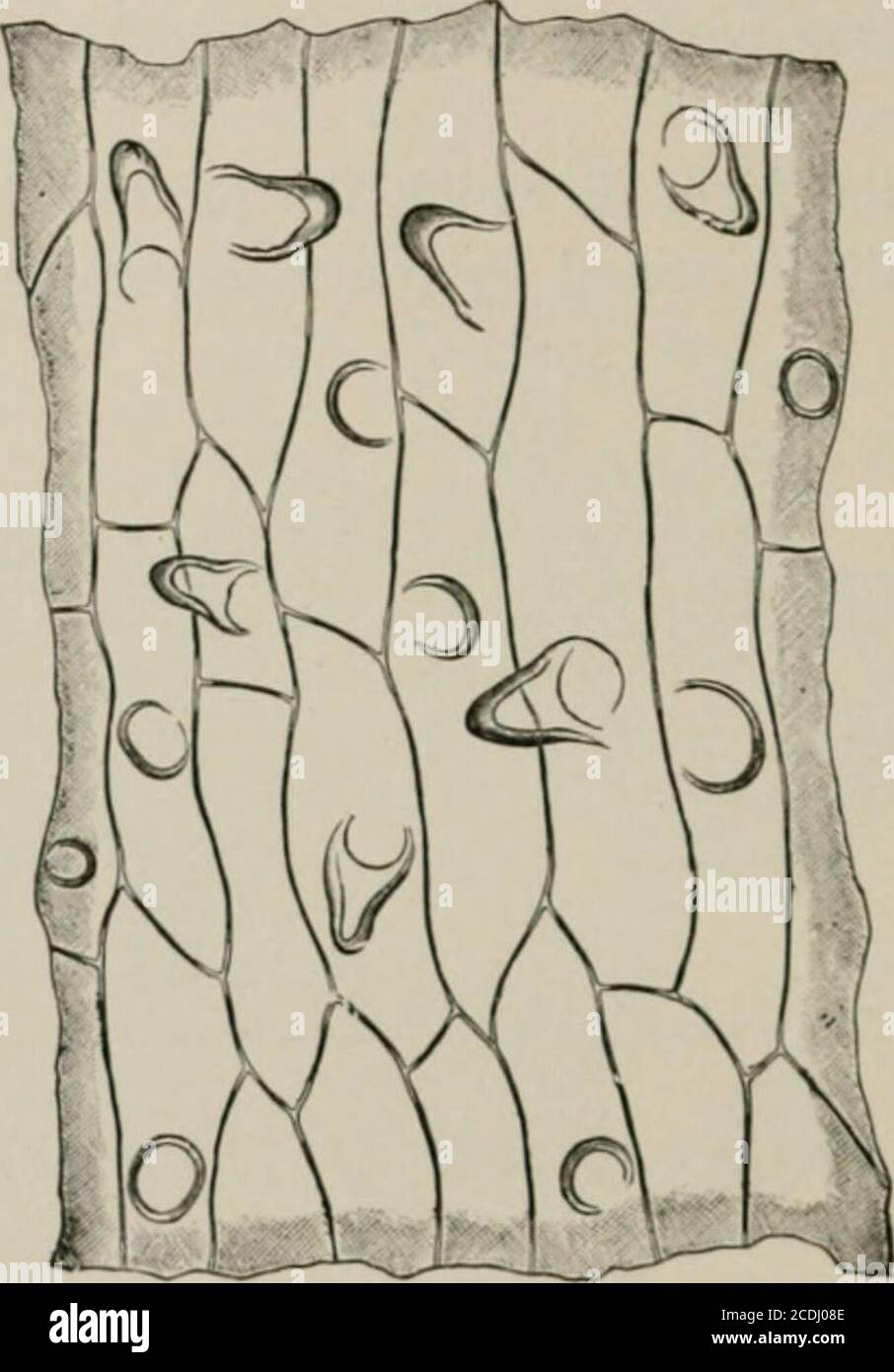 . La microscopie des aliments végétaux, avec une référence spéciale à la détection de l'adultération et au diagnostic des mélanges . Les principaux caractères microscopiques sont les cellules de parenchyme allongées de l'épiderme et du tissu de fond, les premiers avec des papilles (Fig. 550 et 551) et les grains de pollen globulaire lisse (Fig. 549, P). Le safran en poudre est rarement présent sur le marché. Les réactions de la matière colorante et les caractères histologiques comme indiqué ci-dessus identification de la servine. 62 6 ÉPICES yIND CONDIMENTS. Adultérants. En raison de son coût élevé safran est souvent grossièrement adultéré.les adultérations Banque D'Images