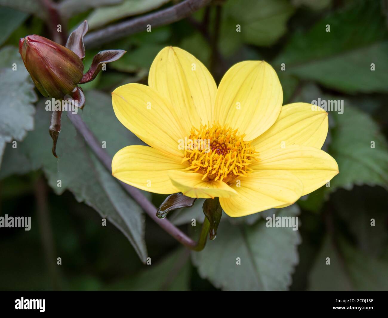 Belle fleur jaune Dahlia et bourgeon dans un jardin, variété Duke of York Banque D'Images