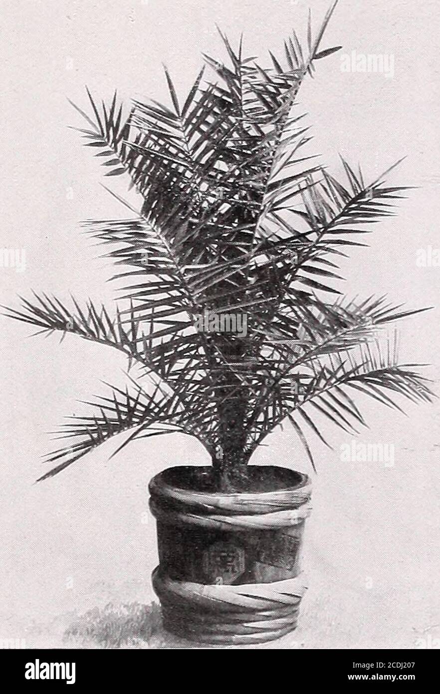 . Armstrong Nurseries . PHOENIX CANARIENSIS ce palmier de date ornementale fait un attrayant TubPlant PHOENIX. Date Palm. Phoenix canariensis. Palmier ornemental de date.Ceci est facilement le meilleur palmier pour la plantation générale: Bien connu et populaire partout en Californie.Highlv décoratif quand grandi dans une baignoire ou l'urne. Boxedor, 5 à 6 pi, 3.00 $; 4 à 5 pi, 2.00 $; 3 à 4 pi, 1.50 $; 2 à 3 pi, 1.00 $; en pot, iy2 à 2 pi, 50c. Phoenix Roebelini. Une paume rare et gracieuse de croissance. Les leavesare sont minces et tiges beau-tiement arqué. 1 % ft., 3.00 $. YUCCA. Pendula Yucca. Une plante précieuse pour Banque D'Images