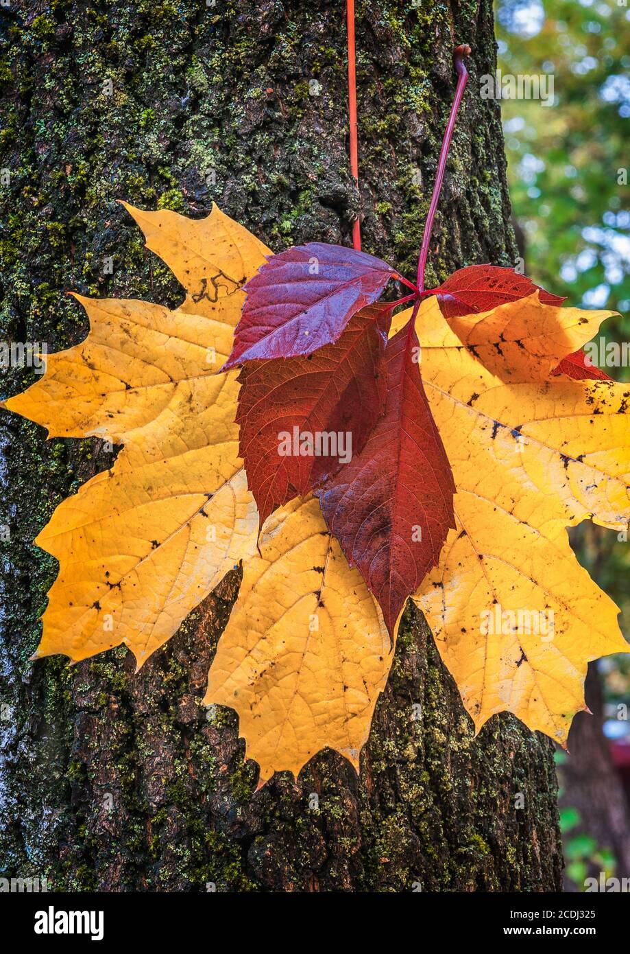 Explosion de couleurs d'automne . Caucase du Nord , la Russie . Les feuilles multicolores après la pluie accroché à un tronc d'arbre . Banque D'Images