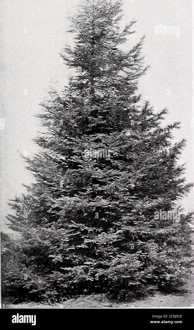 . Armstrong Nurseries . SEQUOIA. Séquoia californien. Sequoia sempervirens. Séquoia. Les célèbres séquoias de Californie comptent parmi les arbres les plus grands et les plus pittoresques connus. Ils forment handsomespecimens, et sont inexcellés pour la plantation d'avenue, Ehrk et les effets de jardin. 4 à 6 pi, 2.00 $; 4 à 1.50 pi,   $; en pot, 2 pi, 75c. Sequoia gigantea. Big Tree de Californie. Le plus grand et le plus ancien de tous les arbres. Ces beaux arbres sont de forme symétrique parfaite, avec des branches meubles épaisses et un feuillage de vert bleuâtre. Bien mai theyêtre choisi pour l'avenue, le parc ou la grande pelouse. Testé, 4 à 5 pieds, Banque D'Images