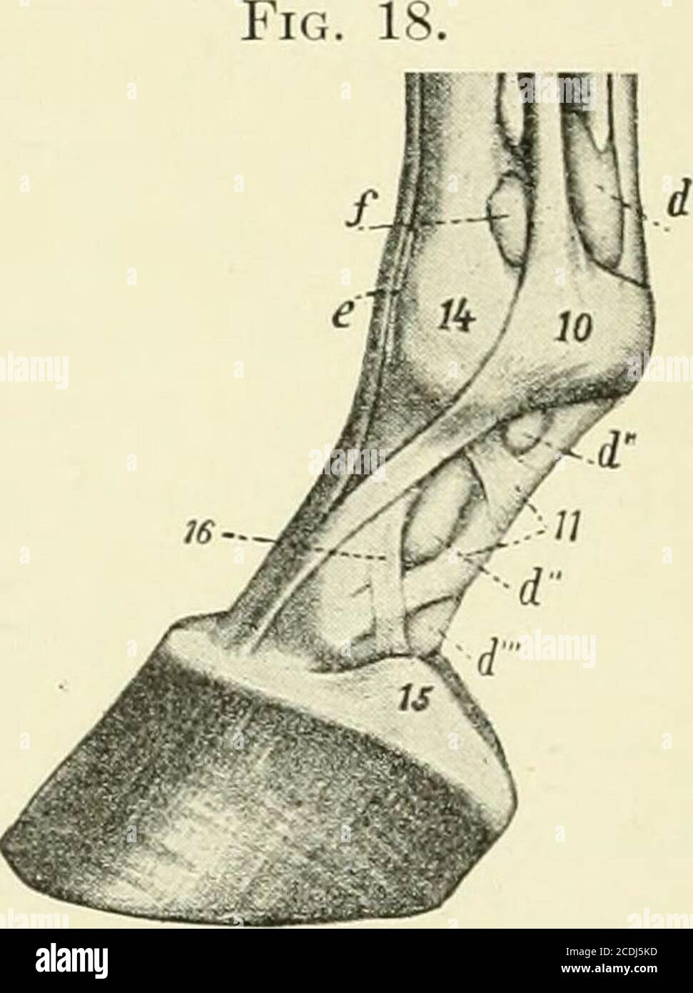 . Un livre de texte de fers à cheval, pour les fers à cheval et les vétérinaires . Avant-pied droit vu du côté extérieur;/. /. /. /&gt; grande gaine sesamoid (gaine tendon) ; g, mucus sous le tendon antériorextenseur de l'orteil ; h, mucus bursabeneath extenseur du long pastoral ; i,distension synoviale de l'articulation de la fetlock ; 7,suspense de suspense ; 9, os de cannon-os ; 10,cartilage de l'articulation de la sesameuse latérale ; 12,cartilage de l'os de l'articulation de l'articulation de l'articulation de l'articulation de l'articulation de l'articulation de la féta latérale ; 14, 13, cartilage de l'os (Ellenberger dans Lei-serings Atlas et Anatomie vétérinaire, Sisson, Saunders.) Avant-pied droit vu de l'intérieur ; d,d, Banque D'Images