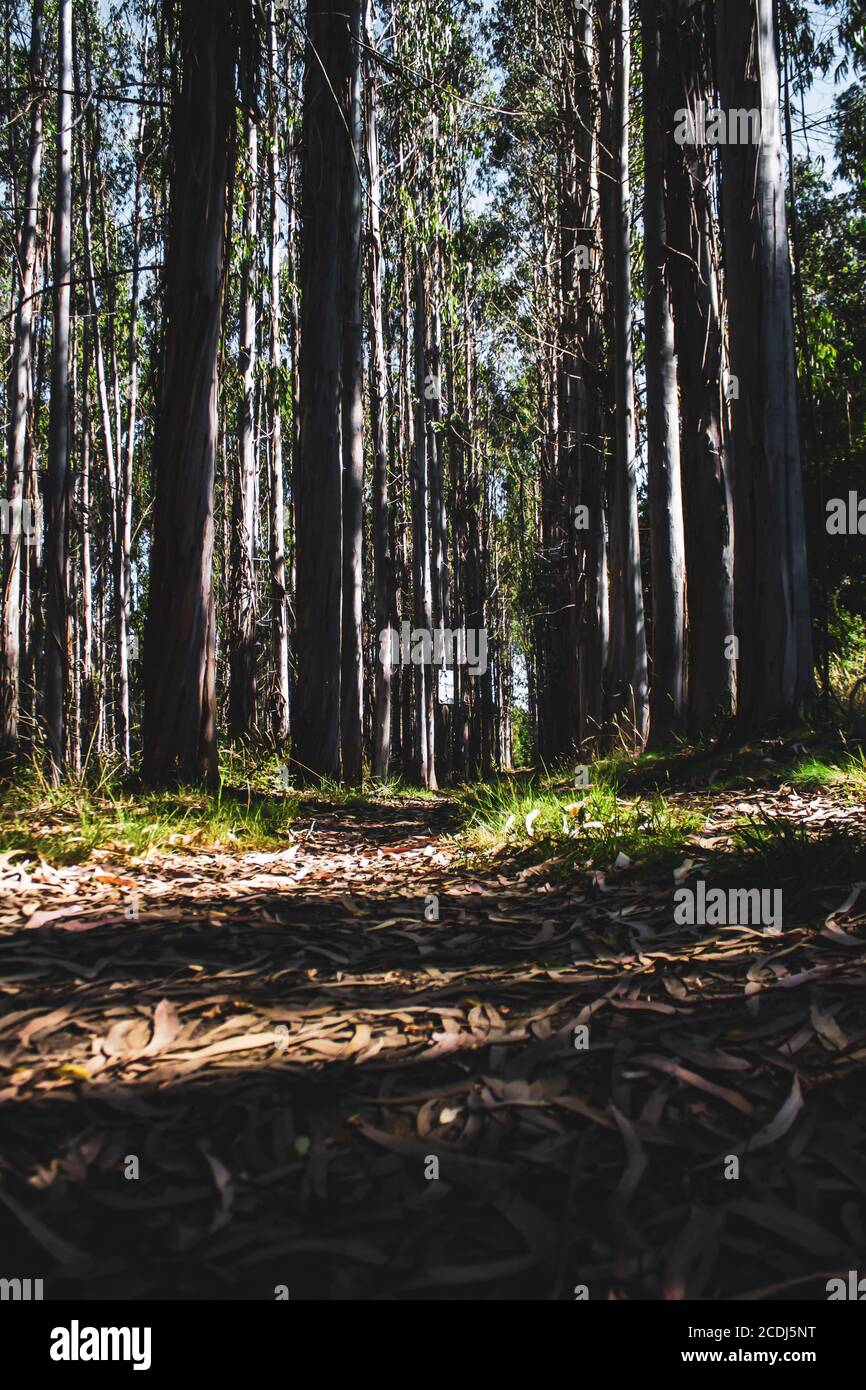 pris du sol d'eucalyptus avec des feuilles sèches Banque D'Images