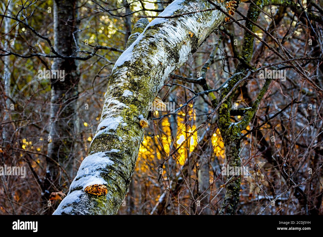 Coucher de soleil dans la forêt d'hiver du Minnesota Banque D'Images