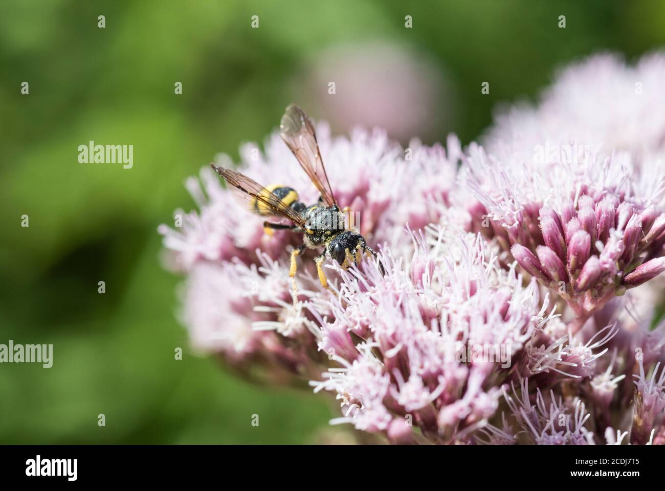 Digger Wasp (Cerceris rybyensis) se nourrissant du chanvre-Agrimony (Eupatorium cannabinum) Banque D'Images