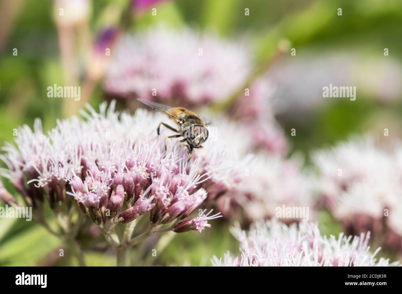 La mouche de l'Hoverfly Eristalis arbustorum se nourrissant sur Hemp-Agrimony (Eupatorium cannabinum) Banque D'Images