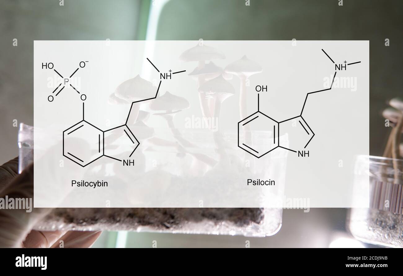 les effets médicaux de la psilocybine et de la psilocine sur la santé psychologique et physique des personnes. Légalisation de l'utilisation récréative de la psilocybine Banque D'Images