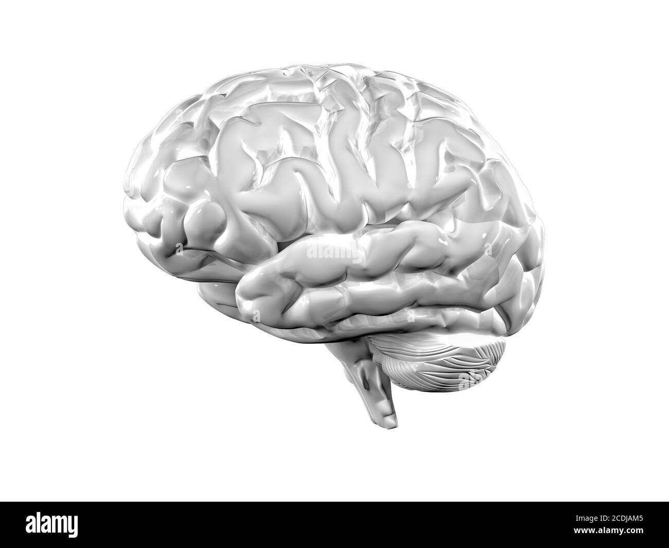cerveau 3D Banque D'Images