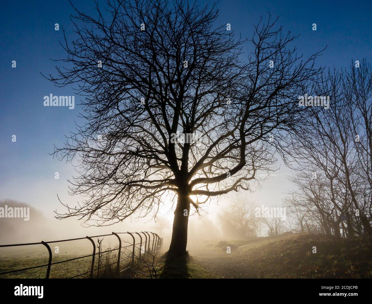 Paysage brumeux avec des arbres à High Tor près de Matlock Bath Dans le Derbyshire Peak District Angleterre Royaume-Uni Banque D'Images