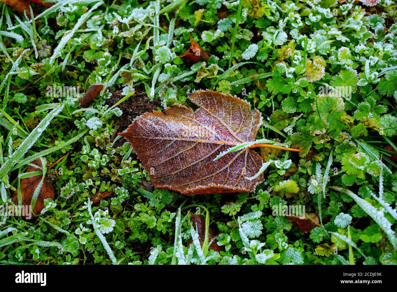 Une feuille brune recouverte de glace le matin d'automne givré en Allemagne. Banque D'Images