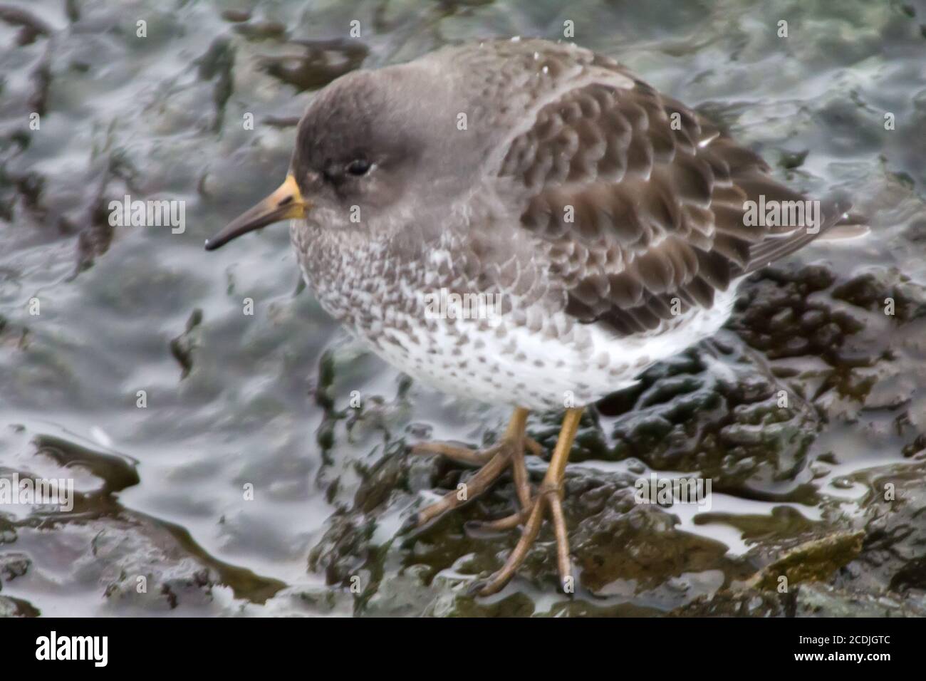 Calidris ptilocnemis qutra Banque D'Images