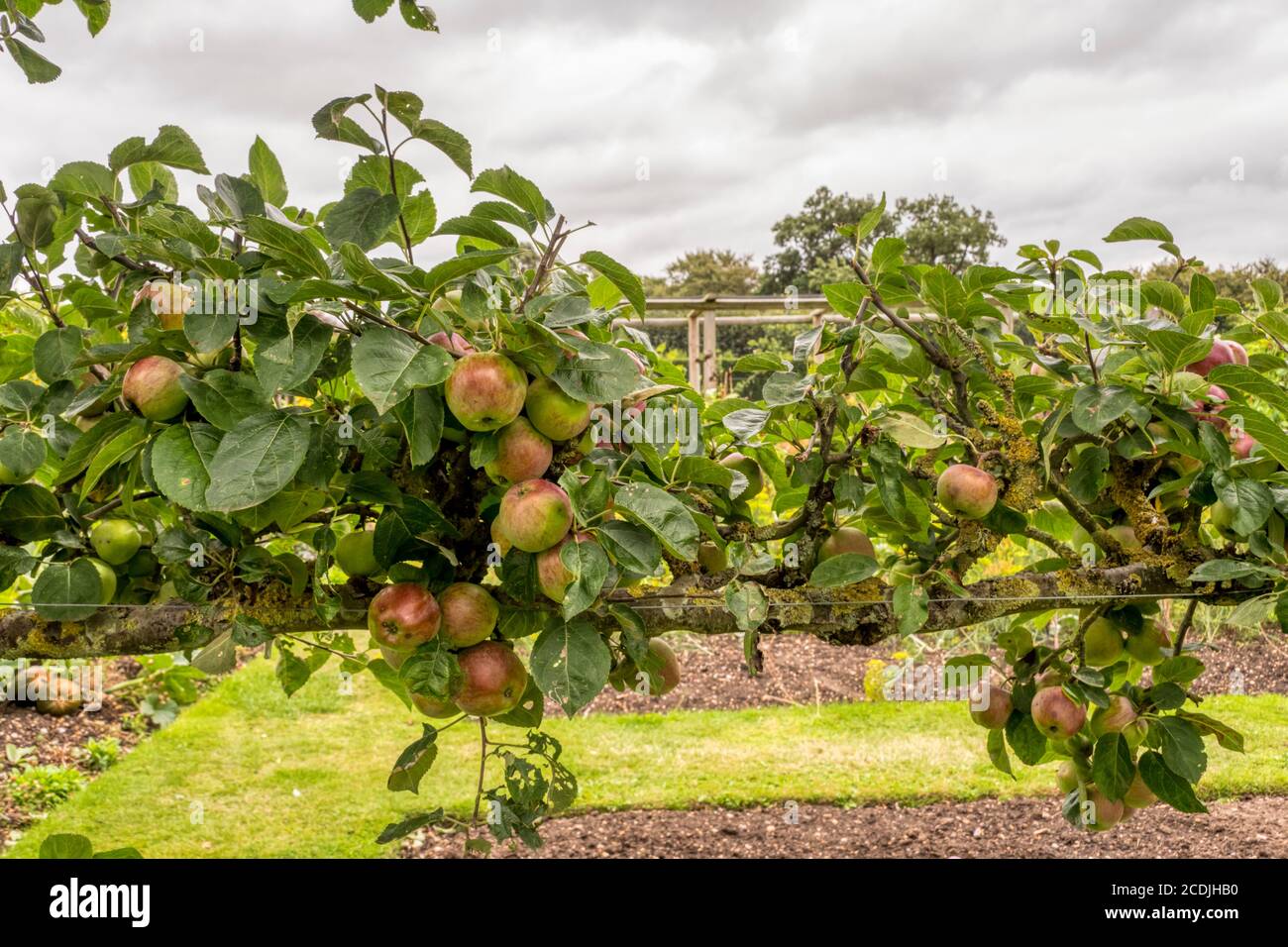 Pomme « Spartan », plus grande que l'espalier. Banque D'Images