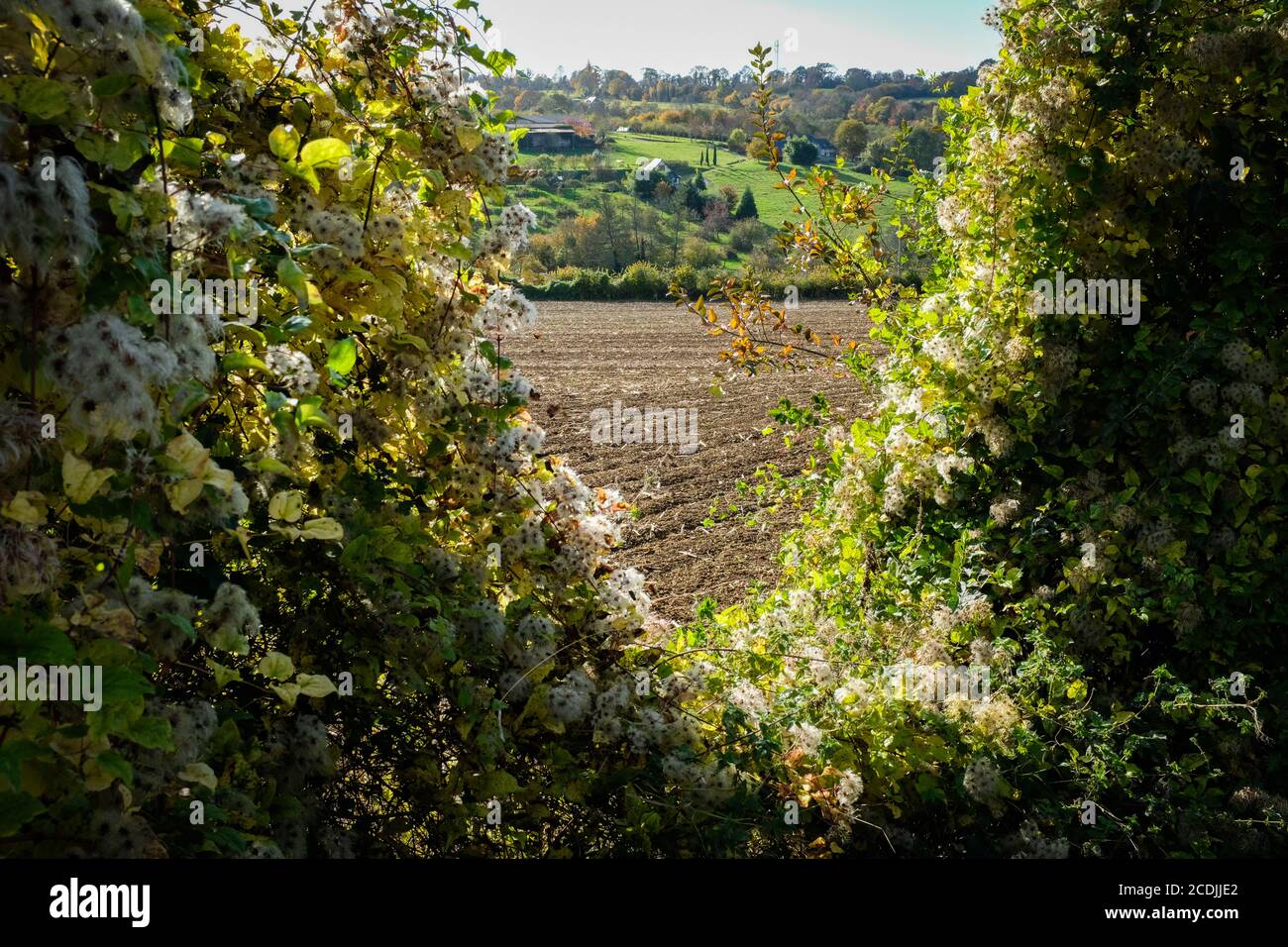Vue sur la campagne normande en automne, près de Cambremer, Normandie, France, sur le sentier du cidre (route du cidre). Banque D'Images