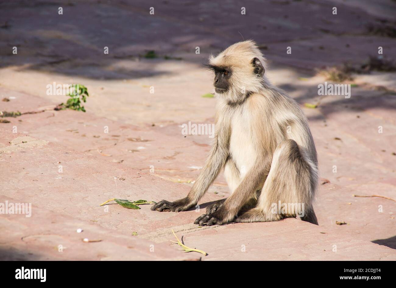 Singe indien Hanuman langues Banque D'Images