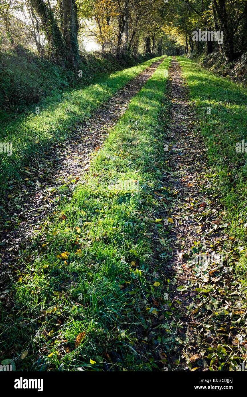 Une ruelle de campagne herbeuse près de Carentan, Normandie, France. Banque D'Images