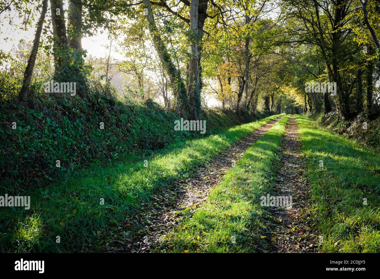 Une ruelle de campagne herbeuse près de Carentan, Normandie, France. Banque D'Images