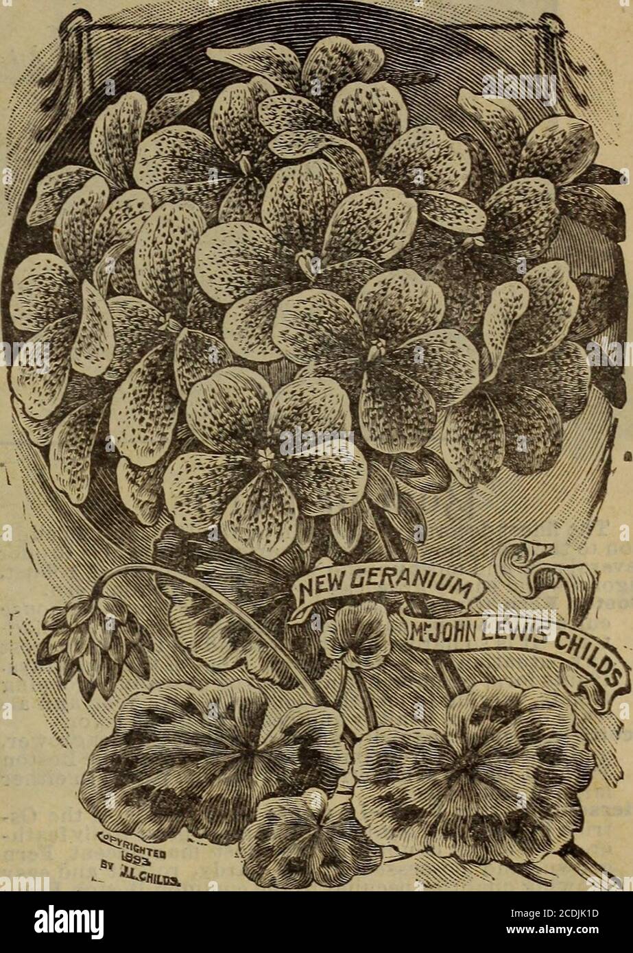 . Ampoules d'automne pour enfants plantes d'automne graines d'automne nouveaux arbustes et fruits . essai nouveauté dans Carnationswe jamais eu; une couleur la plus distincte, pourpre de roube, riche, beau et pas trouvé dans aucune autre fleur. Flowerstrès parfait et très parfumé UN producteur fort et un grand fleuron. Beauté à pois - Rose rose rose rose à pois ou taches de cramoisi. Les plus beaux produits mouchetés. New.Giant rayures-larges rayures écarlate sur le sol de rougir. Fleur de taille énorme et de forme parfaite. Nouveau. Mme Ivawson—très grandes fleurs portées sur de magnifiques longues tiges, et sont d'une très belle teinte rose profonde.White Dawson—UN sport de l'abov Banque D'Images