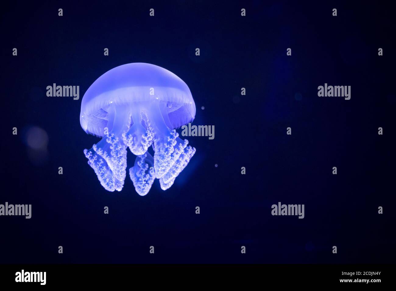 Méduses illuminées de lumière bleue nageant dans l'aquarium. Banque D'Images