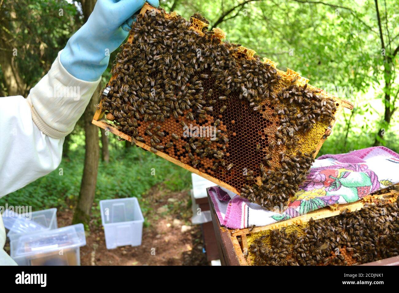 nid d’abeille Banque D'Images