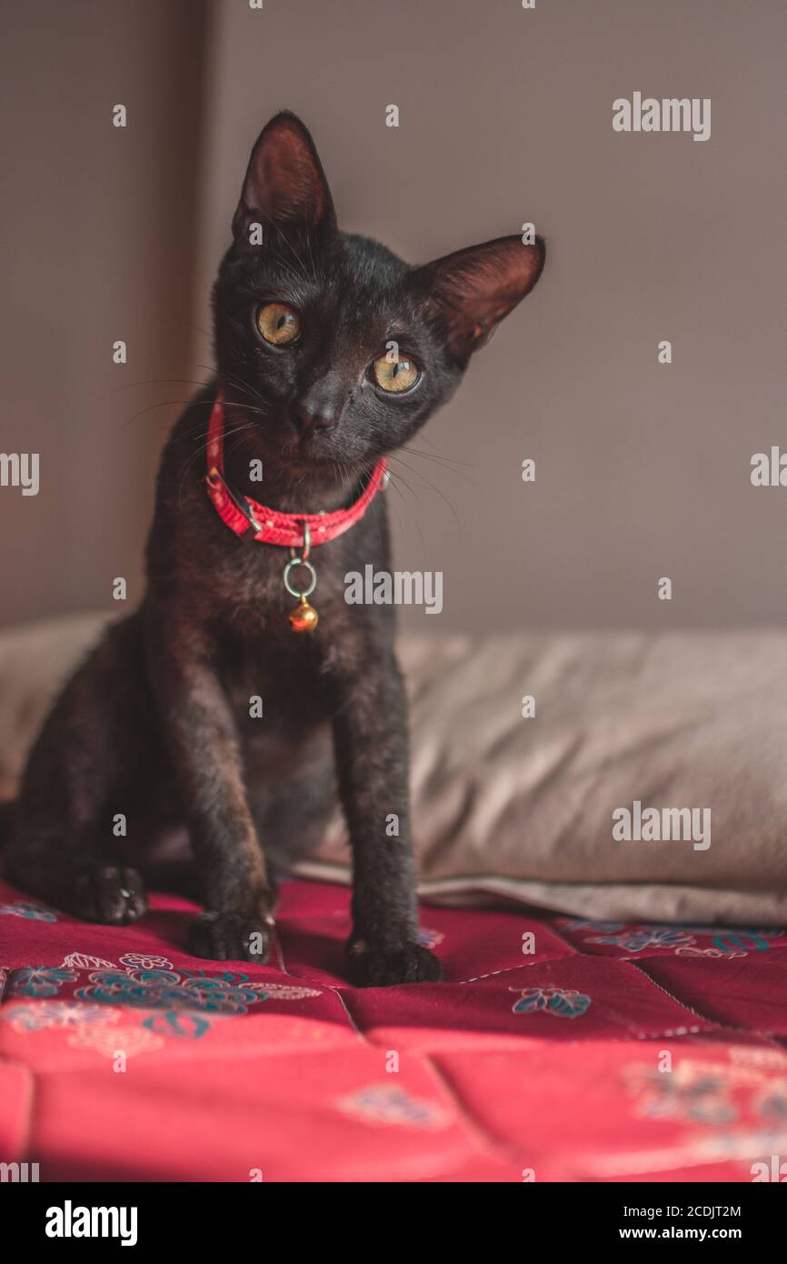 Gros Plan D Un Chat Gris Fonce De Race Devon Rex Avec Un Col Rose Assis Sur Le Matelas Photo Stock Alamy