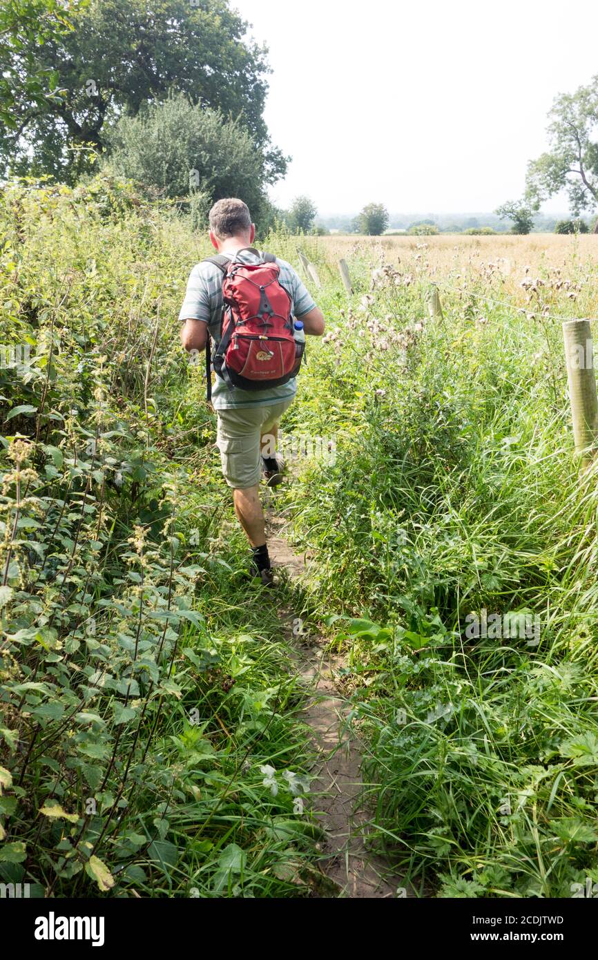 Homme randonneur marchant le long de la piste de grès a 34 Sentier de 1,5 kilomètre à travers la campagne du Cheshire Banque D'Images