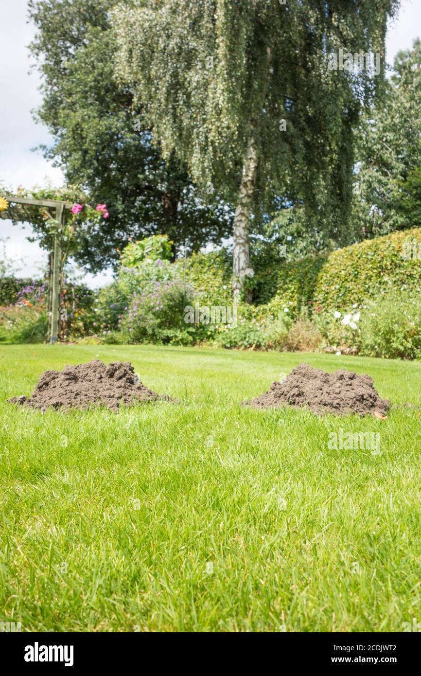 Moles collines dans une pelouse dans un jardin de cottage anglais Banque D'Images