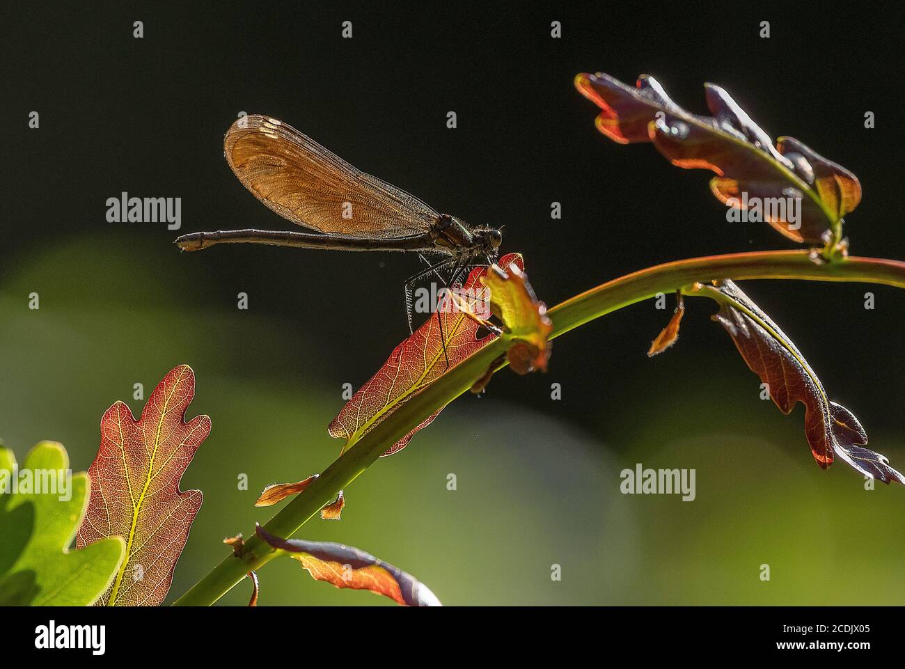 Belle demoiselle femelle, Calopteryx virgo, perchée sur une branche de chêne, contre la lumière. Banque D'Images