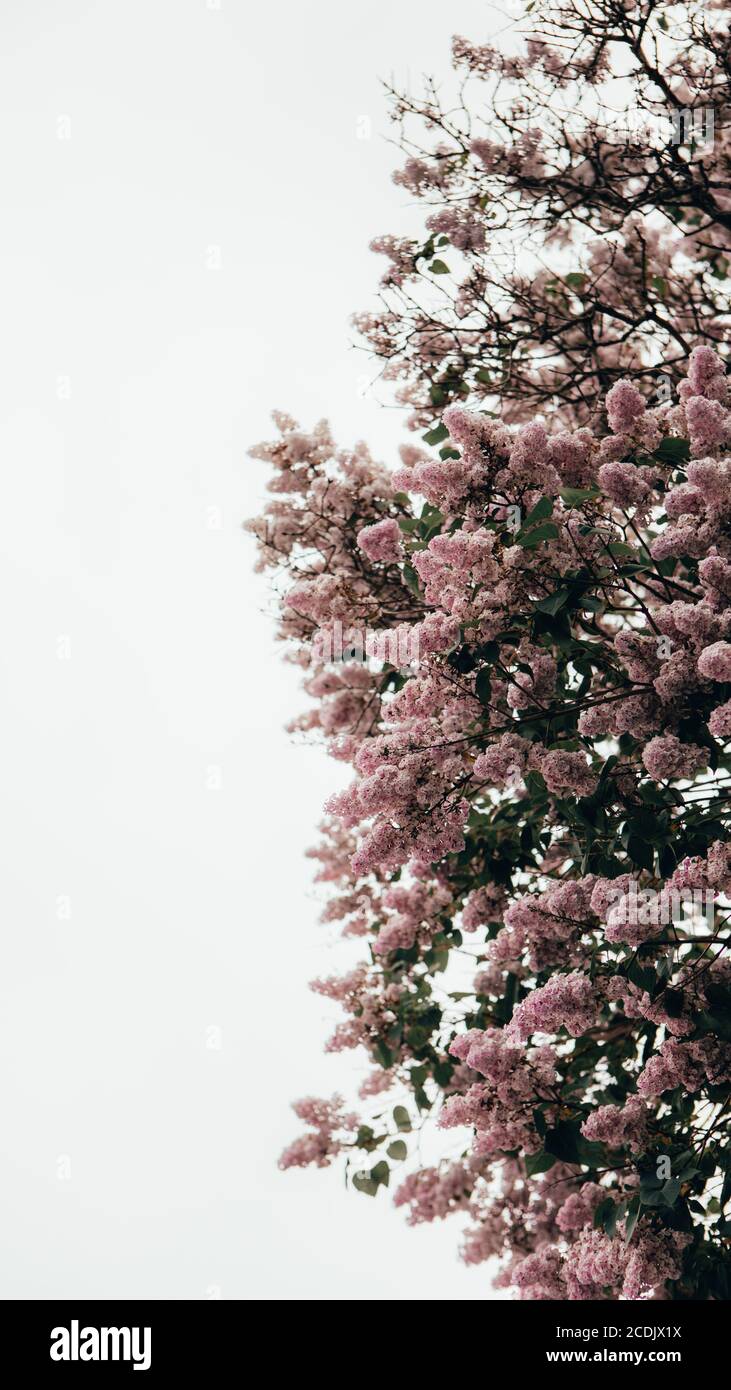 magnifique arbre avec fleurs roses en fleur Banque D'Images