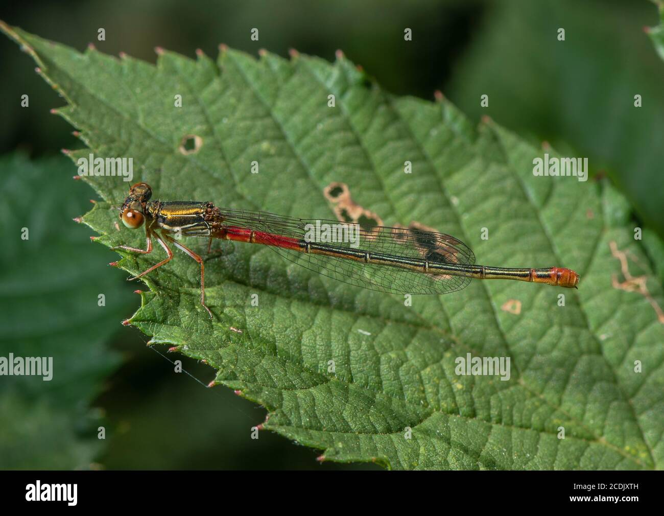 Femelle, grande mouche rouge, pyrrhhosoma nymphula, perchée sur la feuille Banque D'Images