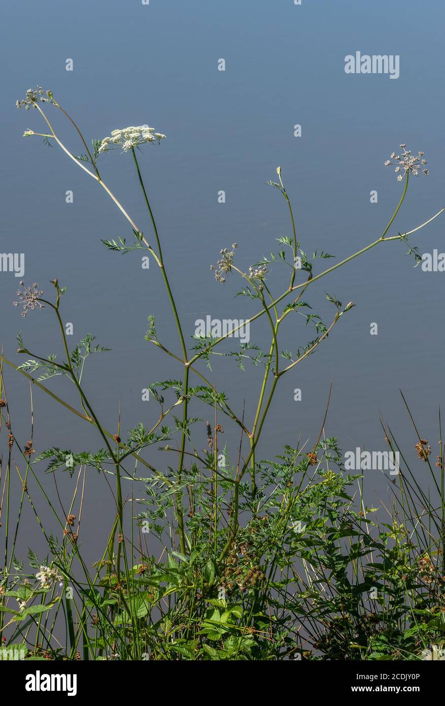 Persil-lait, Peucedanum palustre, croissant dans un marais au bord du lac. (Plante alimentaire de papillon à queue de cygne commune) Banque D'Images