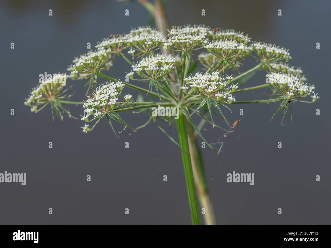 Ombelle de persil-lait, Peucedanum palustre, croissant dans un marais au bord du lac. (Plante alimentaire de papillon à queue de cygne commune) Banque D'Images