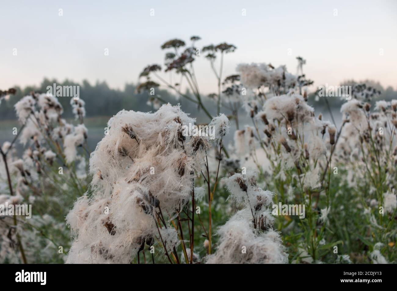 Cirsium arvense avec des gouttes de rosée en début de matinée. Des peluches avec des graines sont visibles Banque D'Images