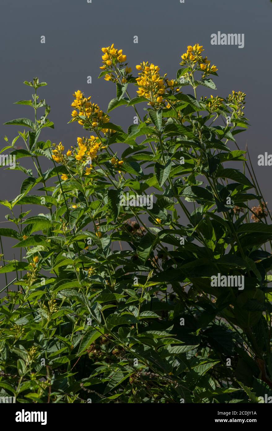 Loosestrife jaune, Lysimachia vulgaris, croissant dans une végétation marginale au bord du lac. Banque D'Images